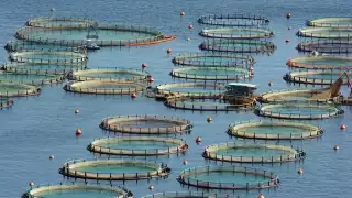 La acuicultura se perfila como alternativa clave para sostener la oferta de especies de alto valor comercial.