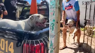 Perros que atacaron a mujer en Mérida quedan bajo resguardo; dueño se despide de "Oso"