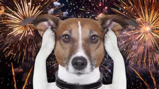 En fiestas navideñas hay que proteger a las mascotas de la pirotecnia