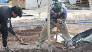 Trabajadores plantan árboles en la Plaza Grande
