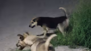 Colonos manifiestan su preocupación por el paradero de unos animales que merodeaban el Centro