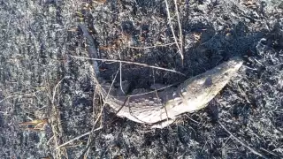 Un cocodrilo quedó atrapado en el fuego durante el incendio