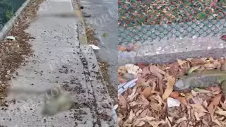 Iguanas en peligro: denuncian incremento de atropellamientos en avenidas de Ciudad del Carmen