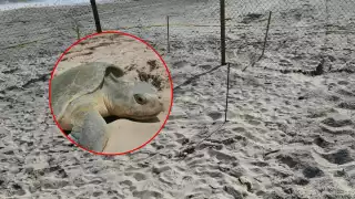 Ciudadanos impidieron el robo del nido de una tortuga lora en Ciudad del Carmen