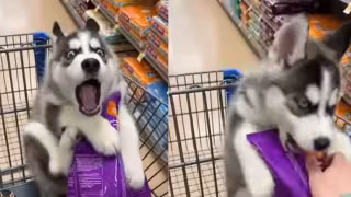 Perrito se hace viral por aullar para poder cuidar sus croquetas