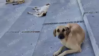 Zoonosis: aumentan riesgos viales y de salud por fauna urbana en Campeche