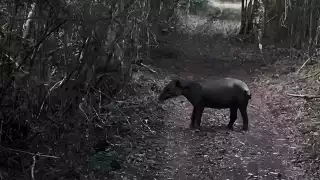 Profepa liberó un tapir juvenil macho en la Biósfera de Calakmul tras ser rescatado herido en Chetumal.