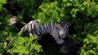 Kenzo escapó de Animal Experience México, un establecimiento privado ubicado en Tepetlaoxtoc