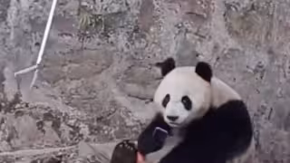 Panda le roba su celular a un turista y se niega a dárselo: VIDEO