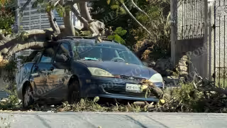 El árbol cayó sobre el automóvil que se encontraba estacionado