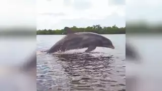 Los pescadores han avistado al ya famoso ejemplar