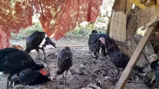 Diez pavos aparecen muertos tras presunto ataque nocturno en Tenabo