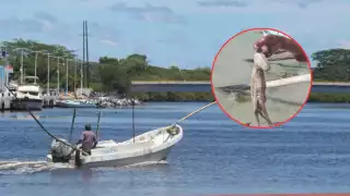 El precio del molusco se ubica en 115 pesos el kilo en playa, y hasta 125 en Punta Xén.