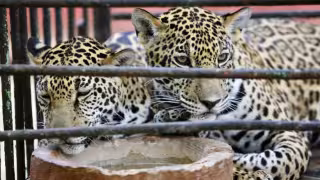 Un árbol destruyó el área de los jaguares del centenario de Mérida