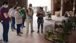 Especialistas verifican el estado de salud de monos en el sur de México