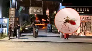 Mosquitos invaden Tumben Kaa y La Veleta; habitantes temen brote de dengue