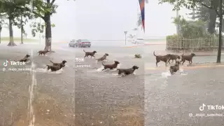 Cuatro perritos callejeros fueron grabados jugando alegremente bajo la lluvia en Campeche.