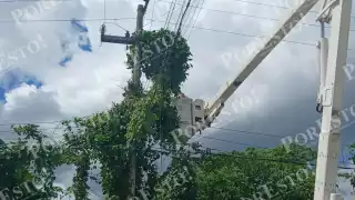 Vecinos de la colonia Salsipuedes, en Escárcega, alertaron desde hace cinco días sobre la maleza que cubría cables de energía eléctrica.