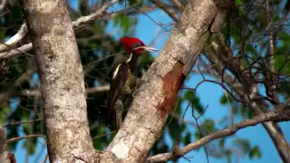 Esta área natural es el  hogar de cientos de especies de flora y fauna nativa