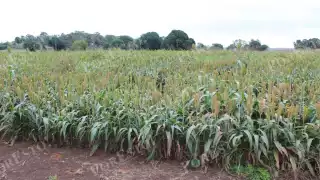 La producción podría alcanzar hasta 135 mil toneladas, con rendimientos de 2 a 3 toneladas por hectárea.