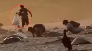 Circula un video en redes que muestra el saqueo de nidos de tortuga en la Playa Escobilla, Oaxaca.