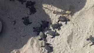 Gracias a un reporte ciudadano, salvan a 79 crías de tortuga carey en Progreso