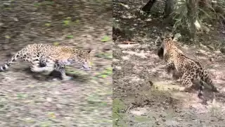 El jaguar cuenta con la mordida más fuerte de entre todos los felinos del planeta