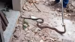 Ante el incremento de avistamientos de reptiles, las autoridades emiten diversas recomendaciones