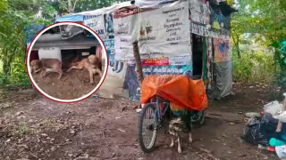 Maltrato animal puede derivar en cárcel y multas en Campeche