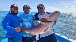 El pargo perro es una especie difícil de capturar debido a su fortaleza y comportamiento cauteloso