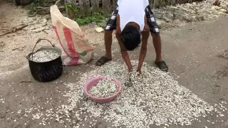 El precio de la chigua cayó de 33 a 23 pesos por kilo, afectando a productores de Iturbide, mientras los coyotes resultan los más beneficiados.