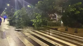 CDMX: Cae enorme árbol en Paseo de la Reforma; ¿cuál es el saldo de víctimas? Esto se sabe