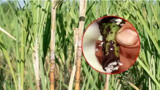 Confirman presencia de hongo Fusarium en caña de azúcar en Campeche: productores en alerta