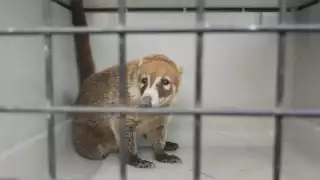 El coatí fue capturado para ser entregado a la Profepa