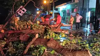 Reportaron la caída de al menos 5 árboles en Kancab.