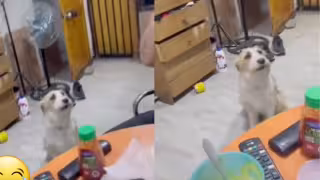 Perro “cantante” se hace viral junto a su dueño en redes sociales: VIDEO