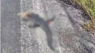 Especie protegida es arrollada en carretera Campeche–Carmen; conductores alertan sobre el incidente