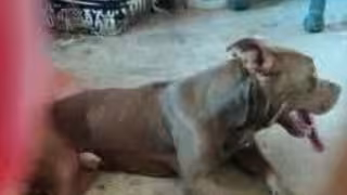 Continúan ataques de perros en colonias de Chetumal