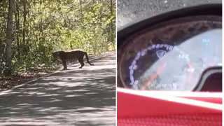 Un guía local tuvo un encuentro cercano con un jaguar en Calakmul.
