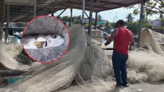 Pescadores alertan por especies que amenazan la pesca ribereña en Ciudad del Carmen.
