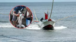 Pesca de pulpo en Campeche sigue a la baja; capturas 2024 caen a 7,983 toneladas