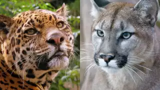 El jaguar y el puma son los felinos más grandes del Continente Americano