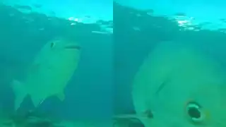 La cámara permitirá monitorear a las poblaciones de peces y otras especies