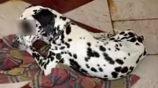 Vecinos afirmaron que el canino “Jack” permanecía entre orina, excremento y con signos de enfermedad