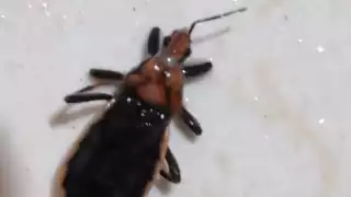 Confirman presencia de chinche besucona en Chetumal; piden tomar precauciones