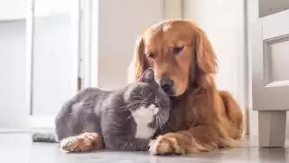 Este martes 7 de noviembre habrá una jornada de vacunación antirrábica en varios municipios de Campeche.