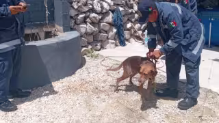 El perro fue rescatado de un pozo en Umán