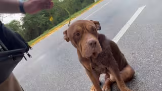 Con correa, heridas y desnutrido: así encontraron a un pitbull abandonado en Campeche