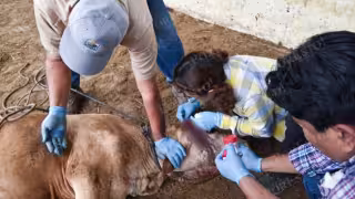 Reportes ganaderos clave para campañas sanitarias contra el gusano barrenador