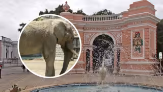 Por qué ya no hay elefantes en el Zoológico del Centenario de Mérida